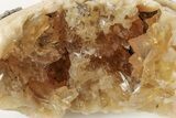 Partial Fossil Clam with Fluorescent Calcite Crystals - Ruck's Pit #191770-1